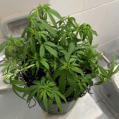 Super Lemon Haze #2 growlog timeline photo