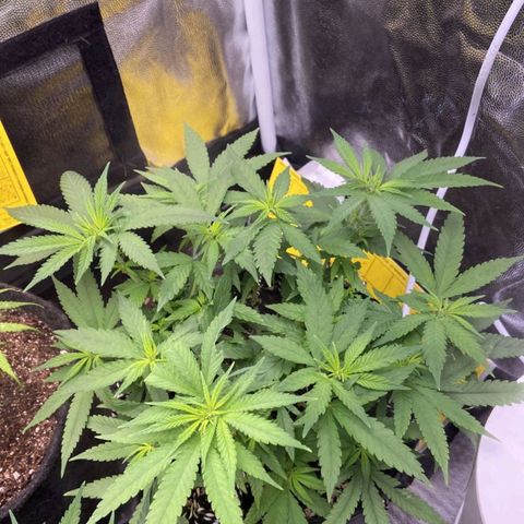 Super Lemon Haze #2 growlog timeline photo