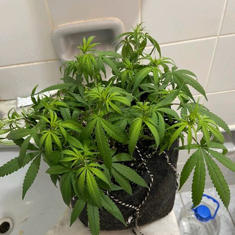 Super Lemon Haze #1 - organico  growlog timeline photo