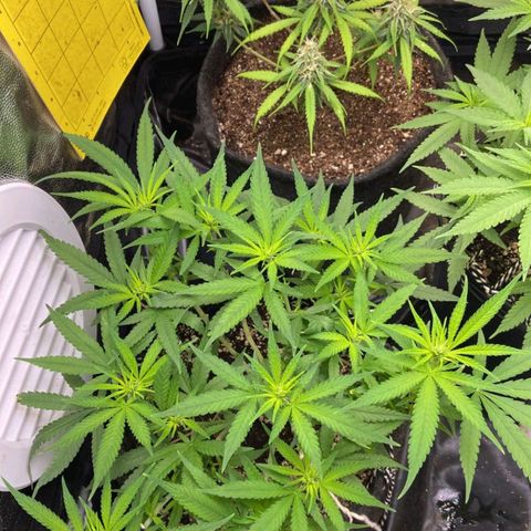 Super Lemon Haze #1 - organico  growlog timeline photo