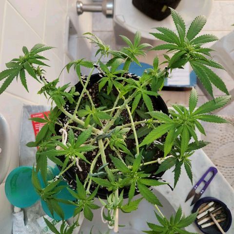 Super Lemon Haze #2 growlog timeline photo