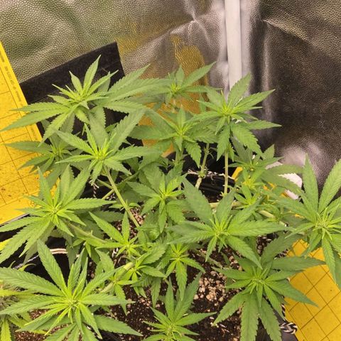 Super Lemon Haze #2 growlog timeline photo