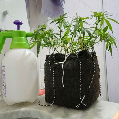 Super Lemon Haze #1 - organico  growlog timeline photo