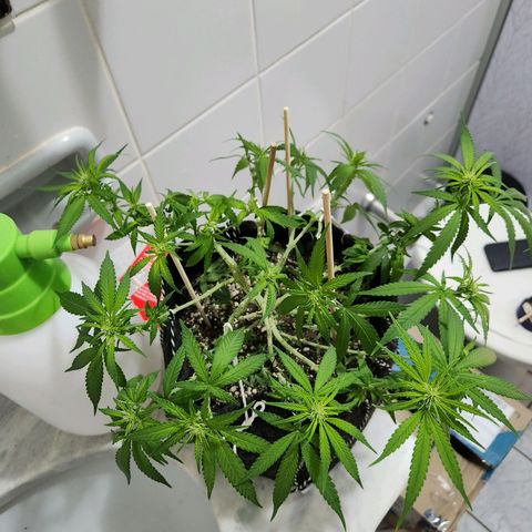 Super Lemon Haze #1 - organico  growlog timeline photo