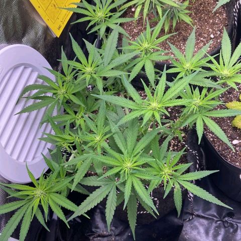 Super Lemon Haze #1 - organico  growlog timeline photo