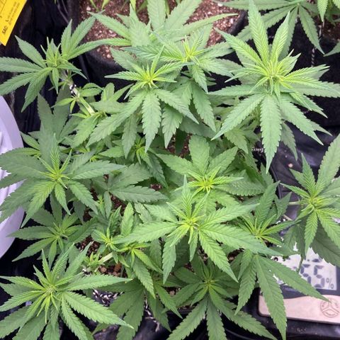 Super Lemon Haze #1 - organico  growlog timeline photo