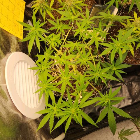 Super Lemon Haze #2 growlog timeline photo