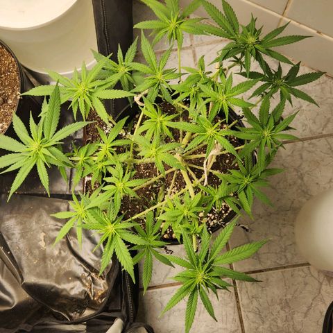Super Lemon Haze #2 growlog timeline photo