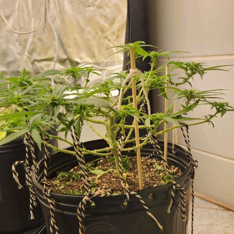 Super Lemon Haze #2 growlog timeline photo