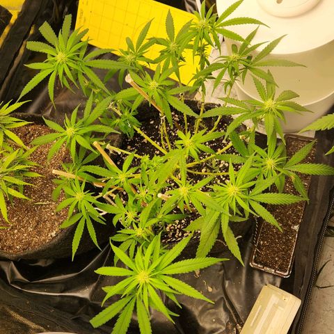 Super Lemon Haze #1 - organico  growlog timeline photo