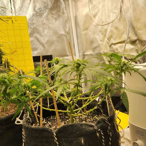 Super Lemon Haze #1 - organico  growlog timeline photo
