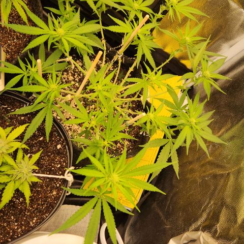 Super Lemon Haze #1 - organico  growlog timeline photo