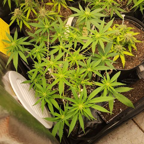 Super Lemon Haze #2 growlog timeline photo