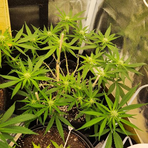 Super Lemon Haze #1 - organico  growlog timeline photo