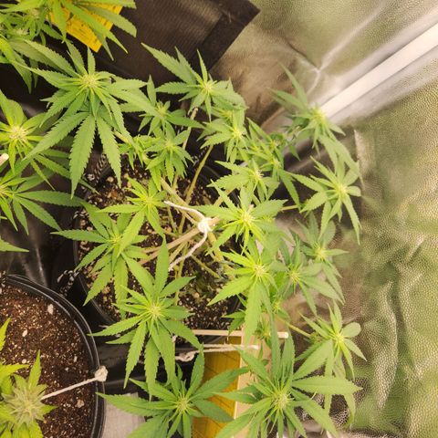 Super Lemon Haze #2 growlog timeline photo