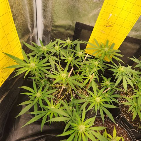 Super Lemon Haze #1 - organico  growlog timeline photo