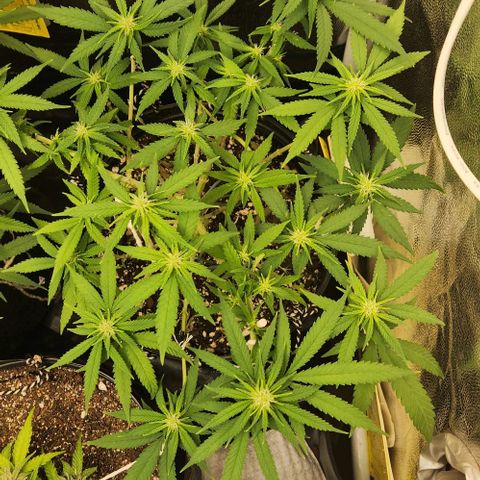 Super Lemon Haze #2 growlog timeline photo
