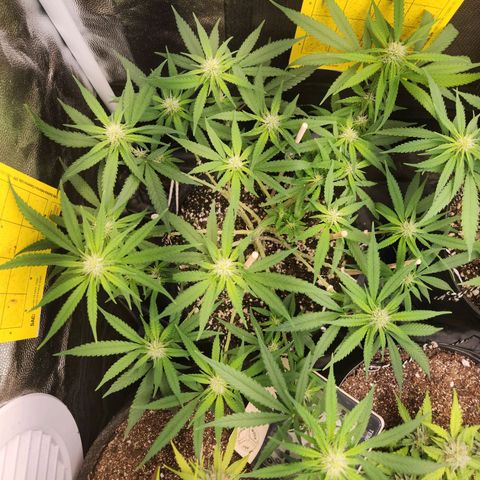 Super Lemon Haze #1 - organico  growlog timeline photo