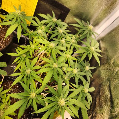 Super Lemon Haze #2 growlog timeline photo