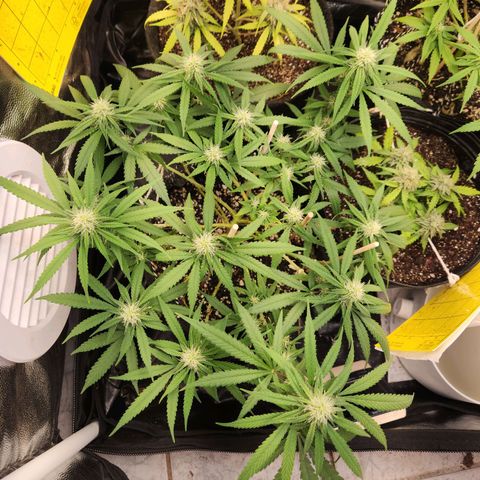 Super Lemon Haze #1 - organico  growlog timeline photo