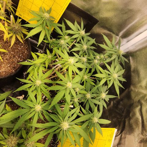 Super Lemon Haze #2 growlog timeline photo