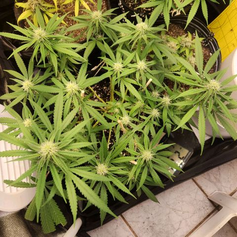 Super Lemon Haze #1 - organico  growlog timeline photo