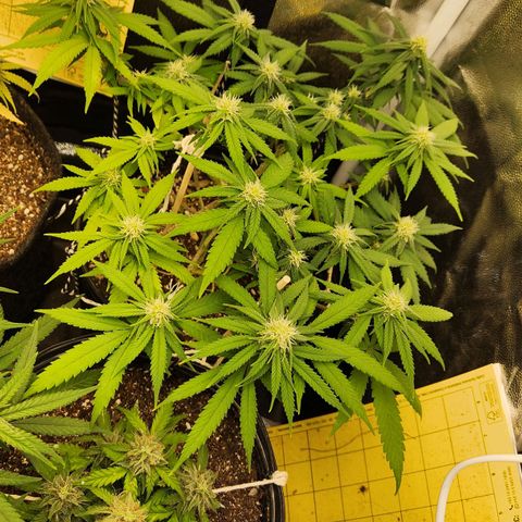 Super Lemon Haze #2 growlog timeline photo
