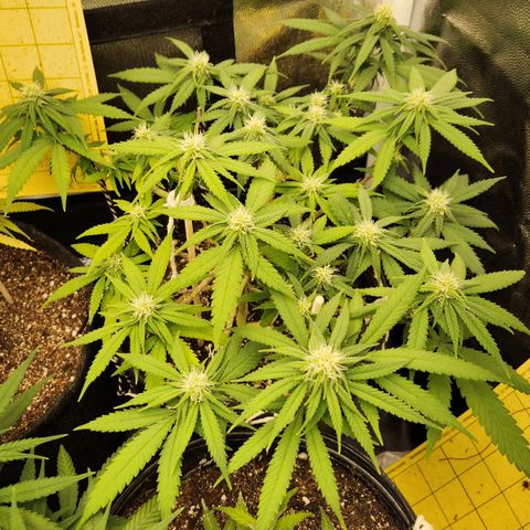 Super Lemon Haze #2 growlog timeline photo