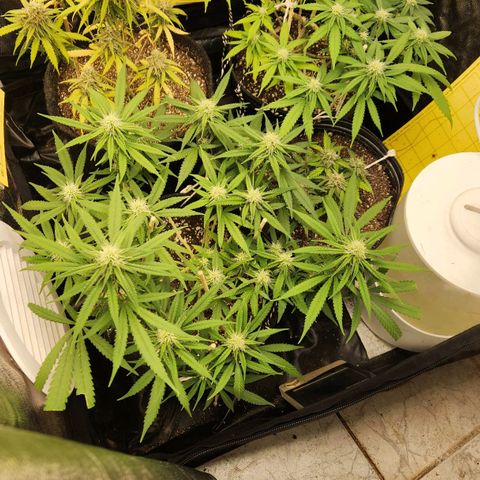 Super Lemon Haze #1 - organico  growlog timeline photo