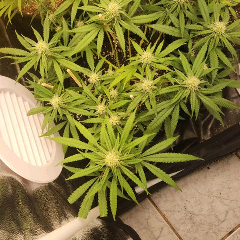 Super Lemon Haze #1 - organico  growlog timeline photo