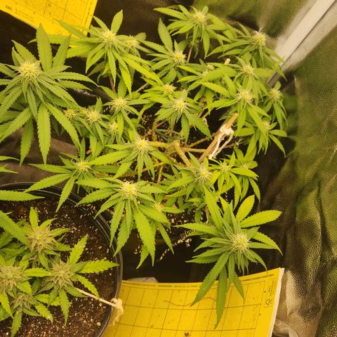 Super Lemon Haze #2 growlog timeline photo