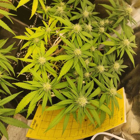 Super Lemon Haze #2 growlog timeline photo