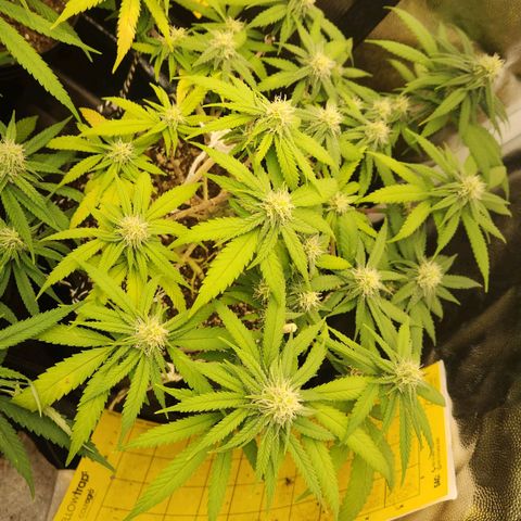Super Lemon Haze #2 growlog timeline photo