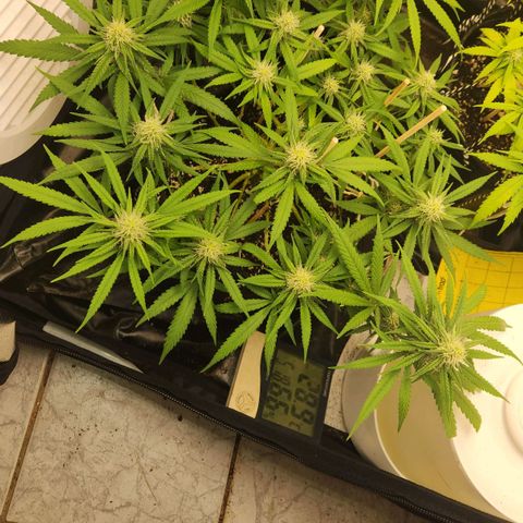Super Lemon Haze #1 - organico  growlog timeline photo