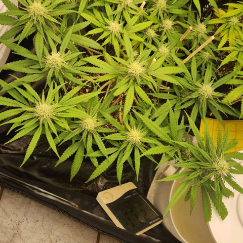 Super Lemon Haze #1 - organico  growlog timeline photo