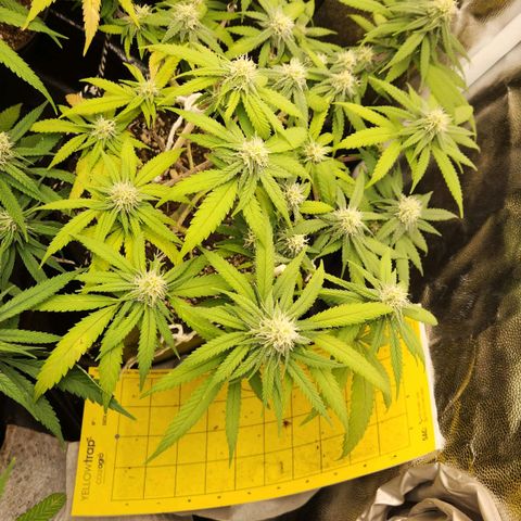 Super Lemon Haze #2 growlog timeline photo