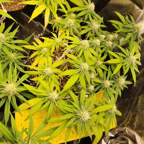 Super Lemon Haze #2 growlog timeline photo