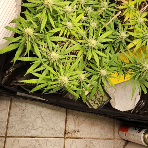 Super Lemon Haze #1 - organico  growlog timeline photo