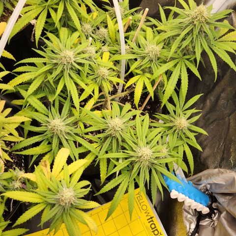 Super Lemon Haze #1 - organico  growlog timeline photo