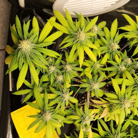 Super Lemon Haze #2 growlog timeline photo