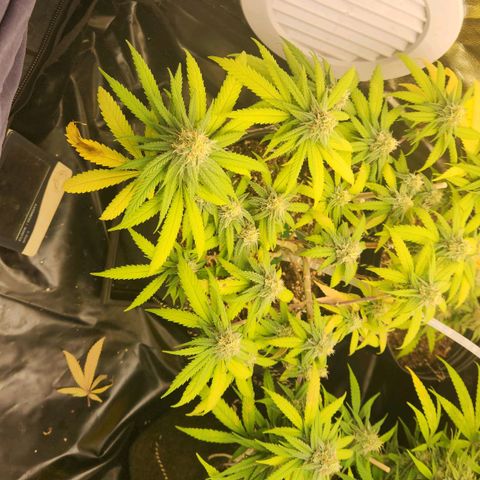 Super Lemon Haze #2 growlog timeline photo