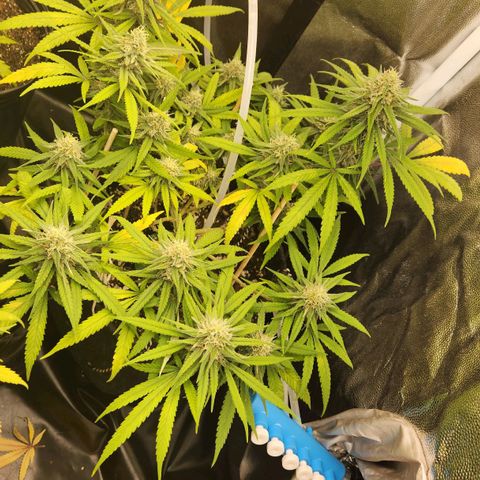 Super Lemon Haze #1 - organico  growlog timeline photo