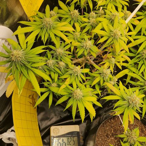 Super Lemon Haze #2 growlog timeline photo
