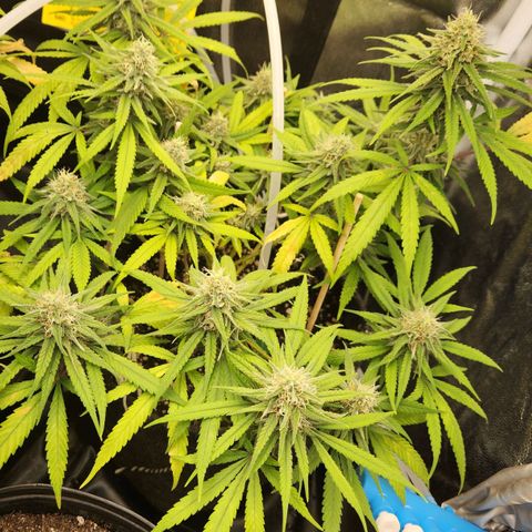 Super Lemon Haze #1 - organico  growlog timeline photo