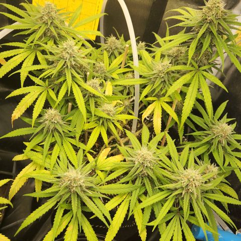 Super Lemon Haze #1 - organico  growlog timeline photo
