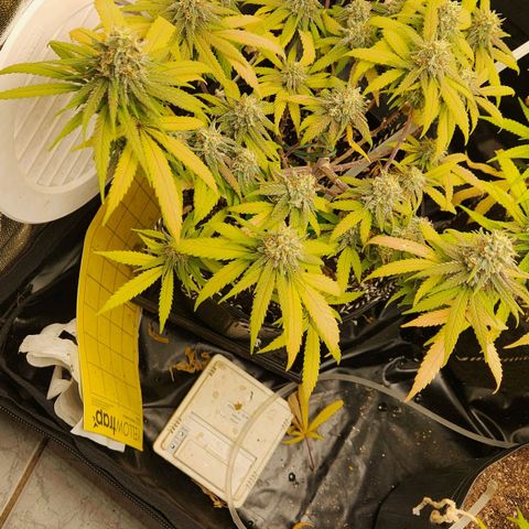 Super Lemon Haze #2 growlog timeline photo