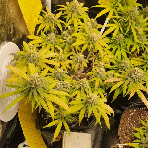 Super Lemon Haze #2 growlog timeline photo