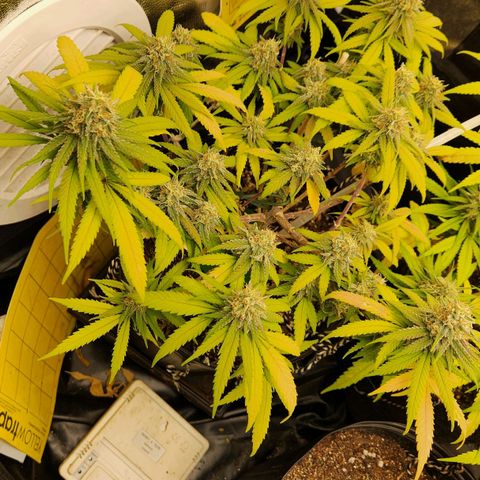 Super Lemon Haze #2 growlog timeline photo