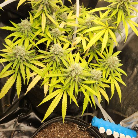 Super Lemon Haze #1 - organico  growlog timeline photo