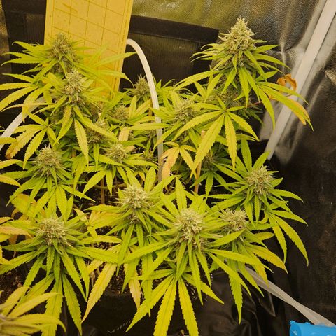 Super Lemon Haze #1 - organico  growlog timeline photo